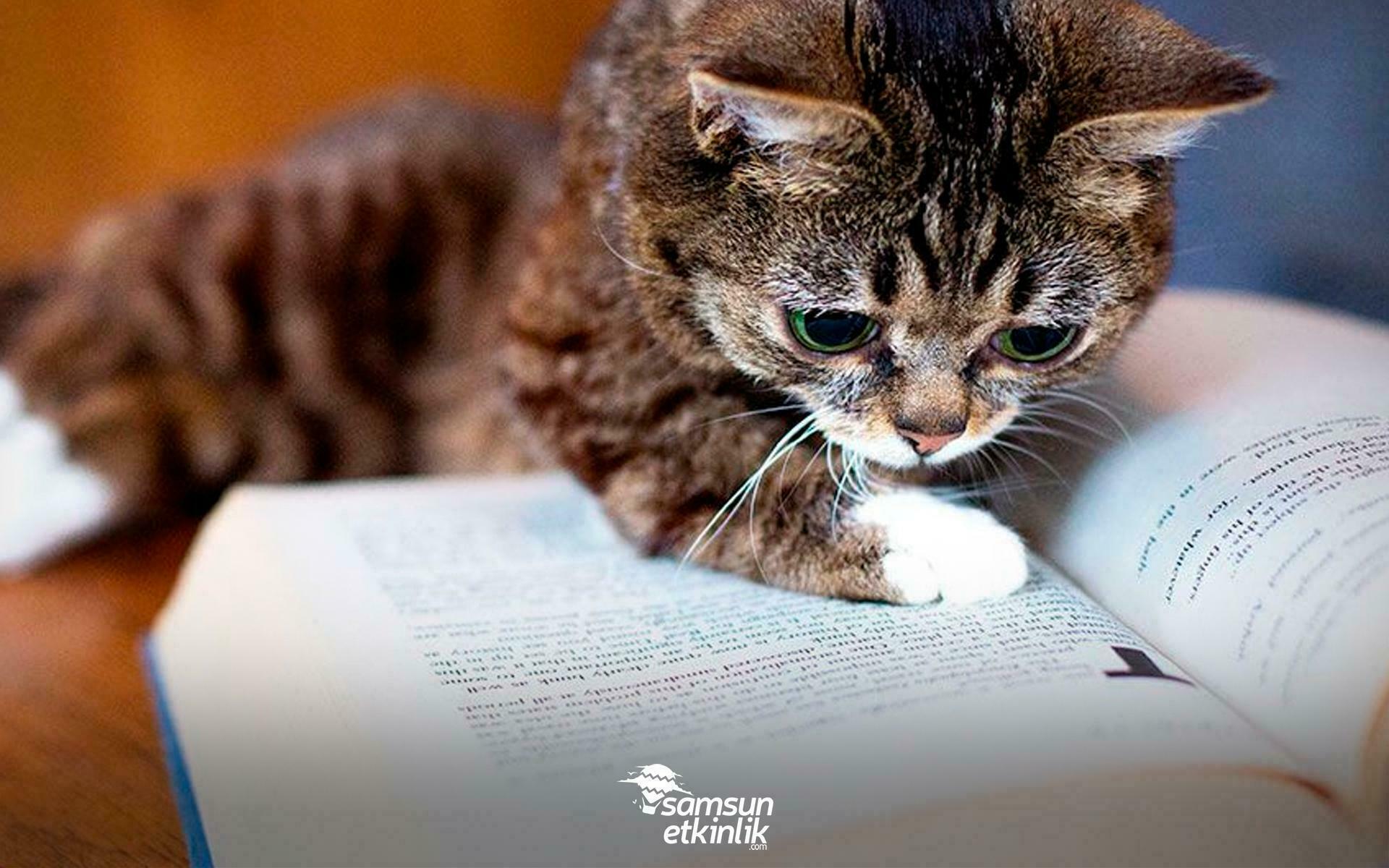 Kedilerden Esinlenerek Yazılan Kedi Kitapları!