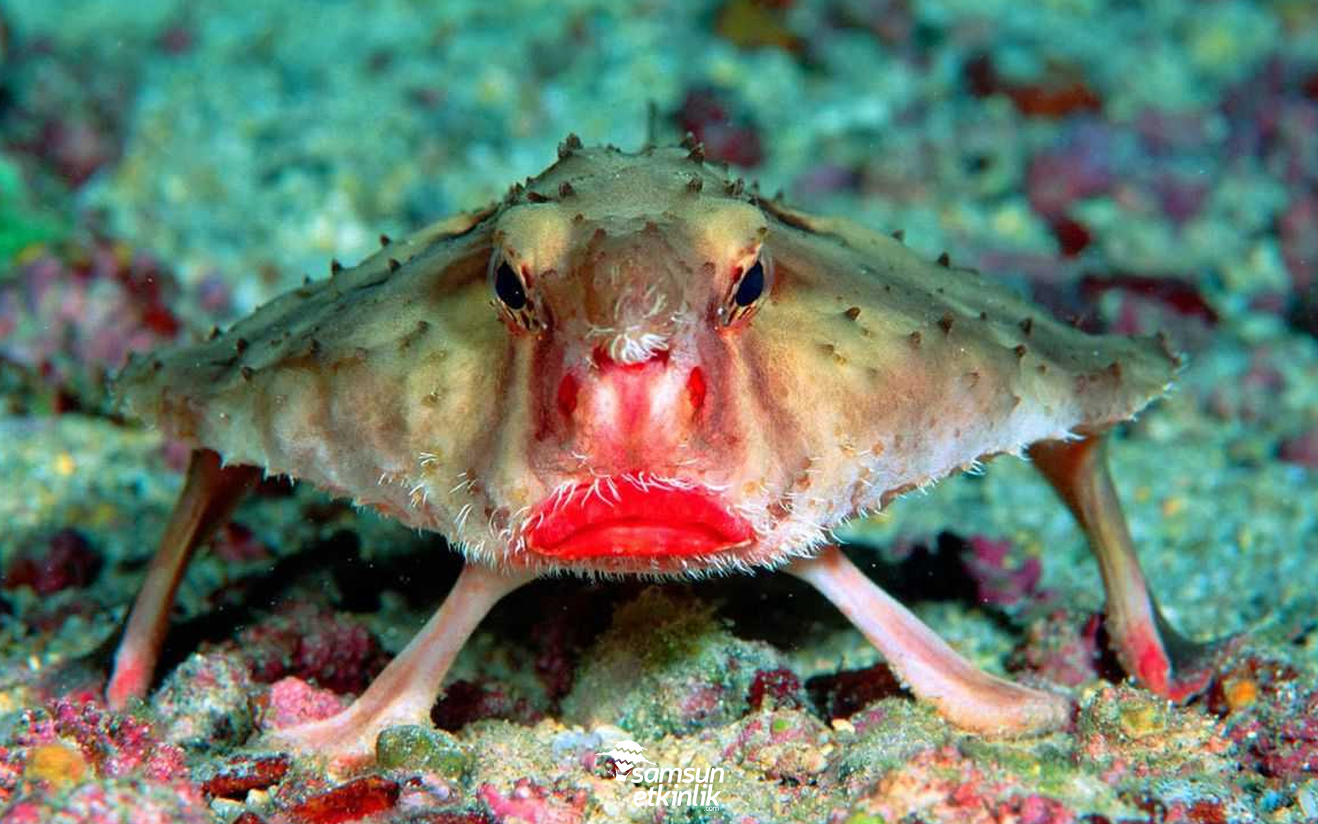 Kırmızı Dudaklı Yarasa Balığı