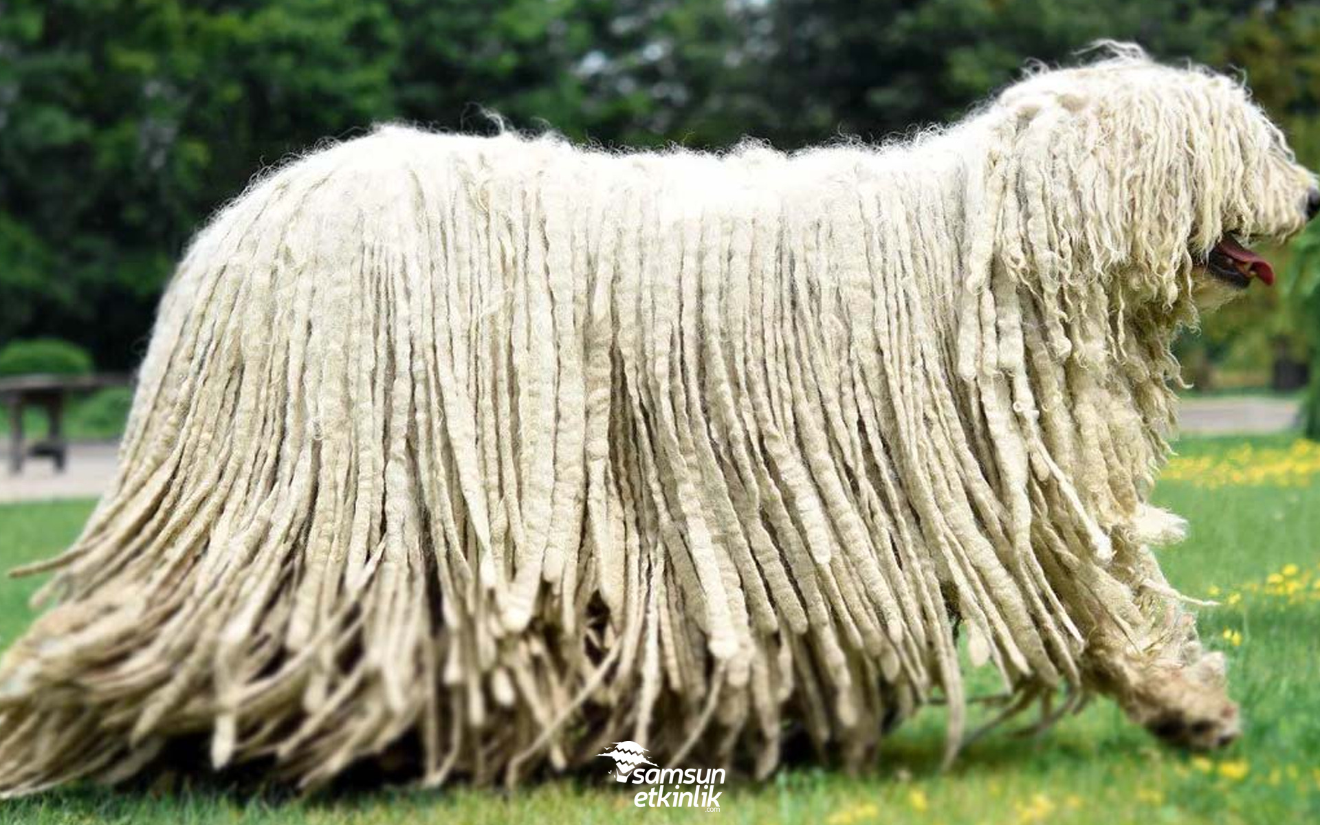 Komondor Köpeği